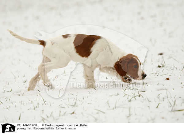 junger Irish Red-and-White Setter im Schnee / young Irish Red-and-White Setter in snow / AB-01968