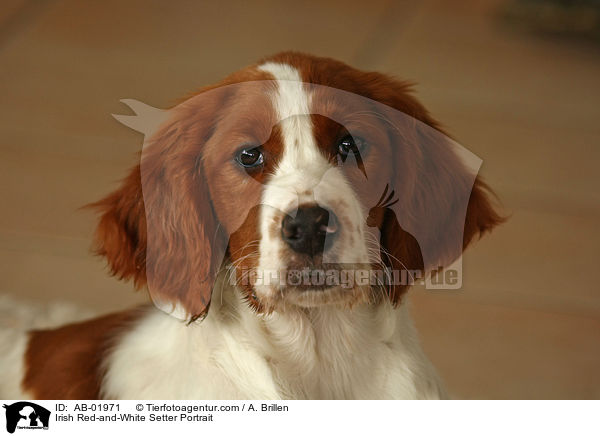 Irish Red-and-White Setter Portrait / Irish Red-and-White Setter Portrait / AB-01971