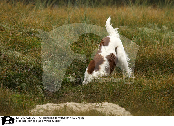 buddelnder Irish red-and-white Setter / digging Irish red-and-white Setter / AB-02709