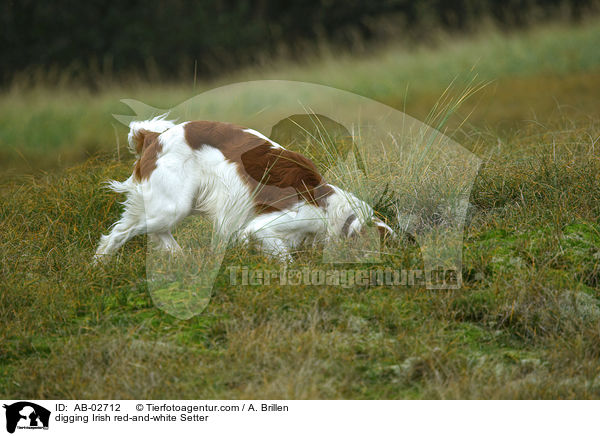 buddelnder Irish red-and-white Setter / digging Irish red-and-white Setter / AB-02712