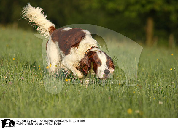 laufender Irish red-and-white Setter / walking Irish red-and-white Setter / AB-02802