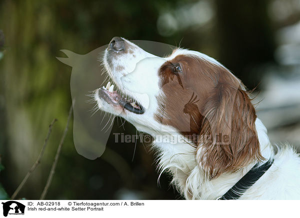 Irish red-and-white Setter Portrait / Irish red-and-white Setter Portrait / AB-02918