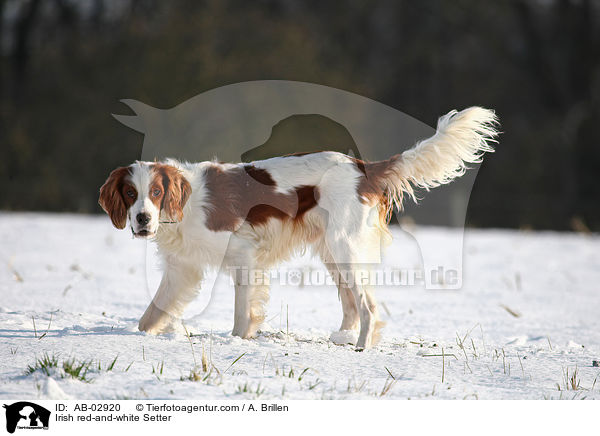 Irish red-and-white Setter / Irish red-and-white Setter / AB-02920