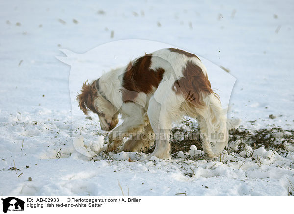 buddelnder Irish red-and-white Setter / digging Irish red-and-white Setter / AB-02933