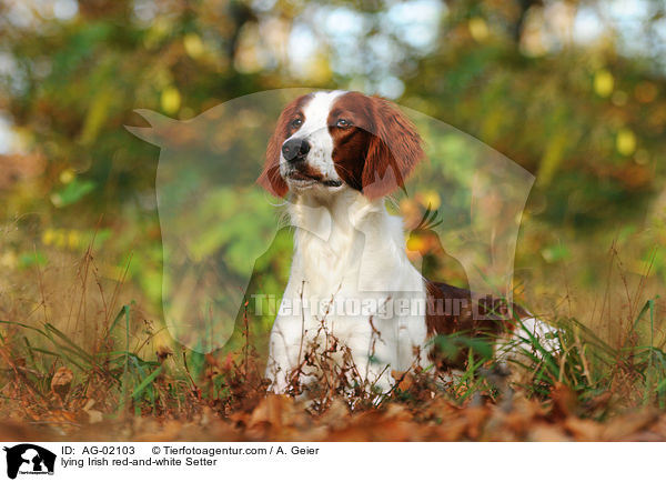liegender Irish red-and-white Setter / lying Irish red-and-white Setter / AG-02103