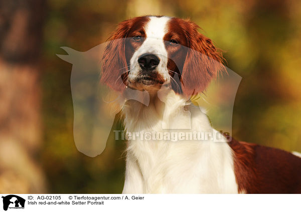 Irish red-and-white Setter Portrait / Irish red-and-white Setter Portrait / AG-02105