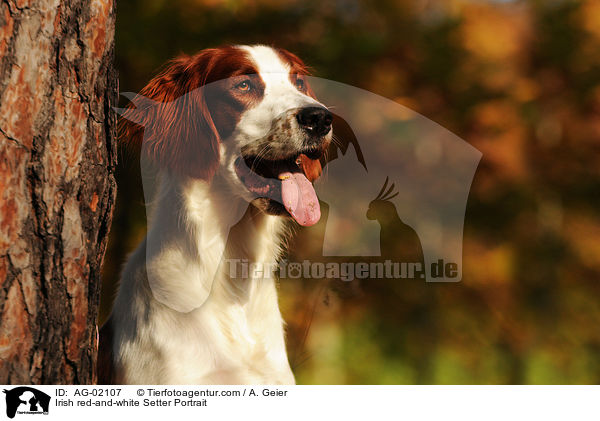 Irish red-and-white Setter Portrait / Irish red-and-white Setter Portrait / AG-02107