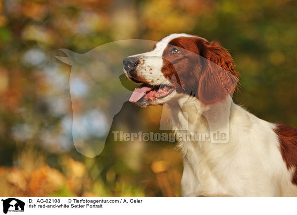 Irish red-and-white Setter Portrait / Irish red-and-white Setter Portrait / AG-02108