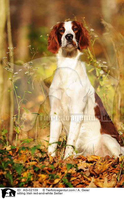sitzender Irish red-and-white Setter / sitting Irish red-and-white Setter / AG-02109