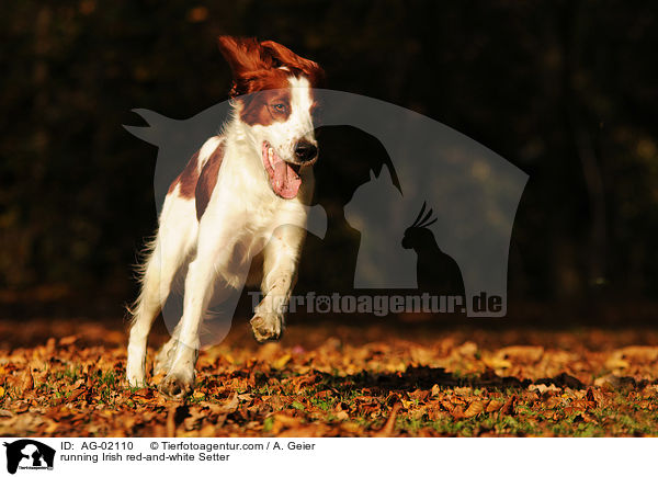 rennender Irish red-and-white Setter / running Irish red-and-white Setter / AG-02110