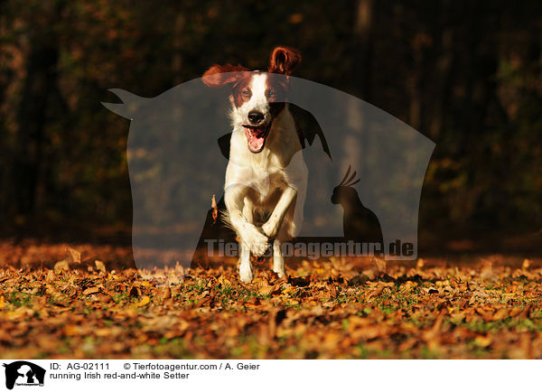 rennender Irish red-and-white Setter / running Irish red-and-white Setter / AG-02111