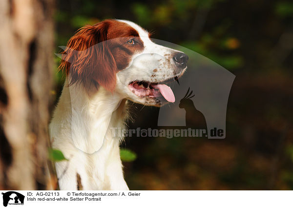 Irish red-and-white Setter Portrait / Irish red-and-white Setter Portrait / AG-02113