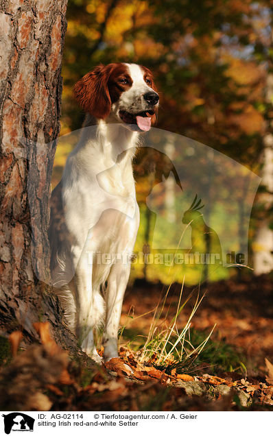 sitzender Irish red-and-white Setter / sitting Irish red-and-white Setter / AG-02114