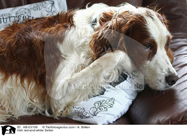 Irish red-and-white Setter / Irish red-and-white Setter / AB-03106