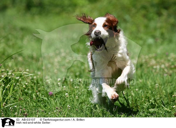 Irish red-and-white Setter / AB-03107