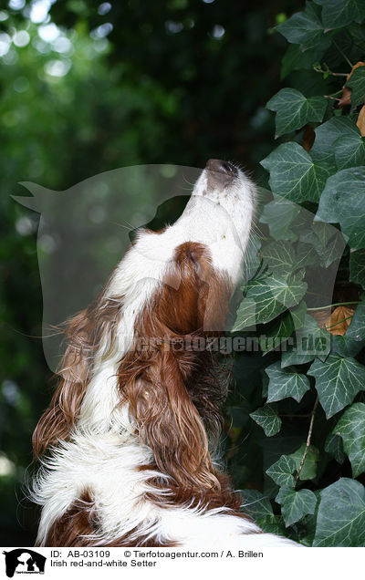 Irish red-and-white Setter / AB-03109