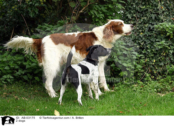 2 dogs / AB-03175