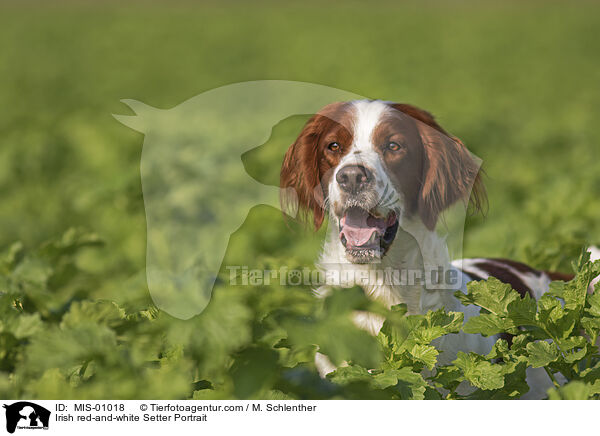 Irish red-and-white Setter Portrait / Irish red-and-white Setter Portrait / MIS-01018