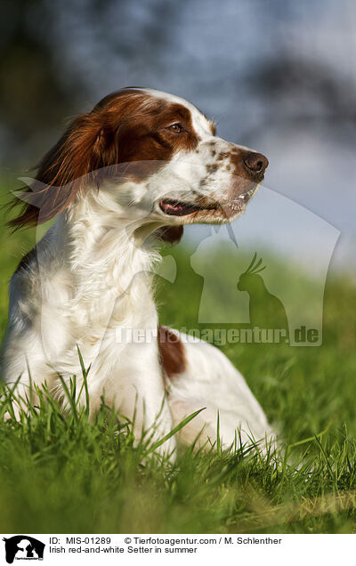 Irish red-and-white Setter in summer / MIS-01289