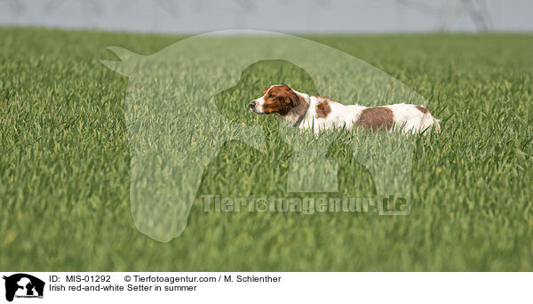 Irish red-and-white Setter in summer / MIS-01292