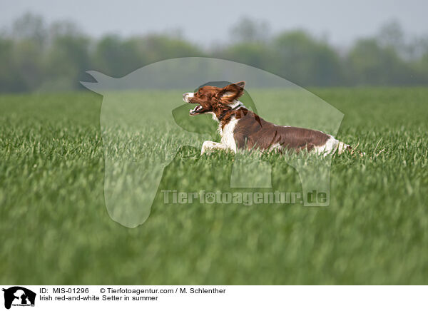 Irish red-and-white Setter in summer / MIS-01296