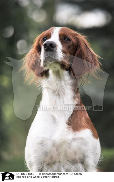 Irish red-and-white Setter Portrait / DS-01550