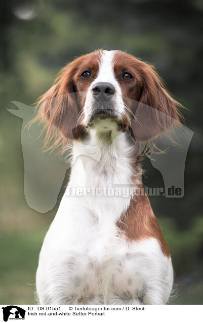 Irish red-and-white Setter Portrait / DS-01551