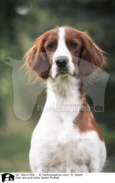 Irish red-and-white Setter Portrait / DS-01552