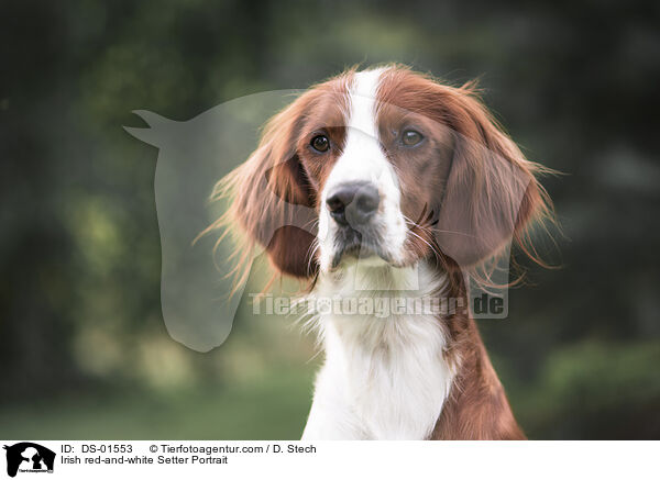 Irish red-and-white Setter Portrait / DS-01553