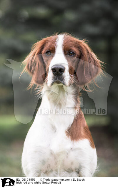 Irish red-and-white Setter Portrait / DS-01556
