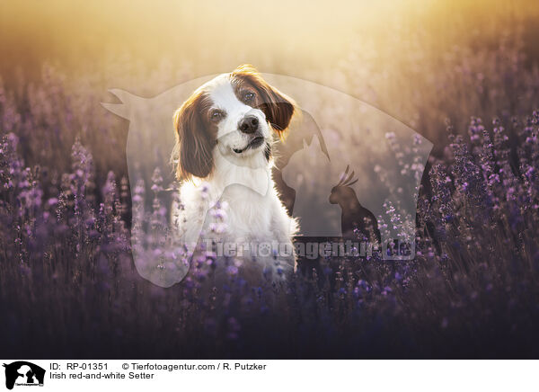 Irish red-and-white Setter / Irish red-and-white Setter / RP-01351