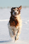 running Irish red-and-white Setter