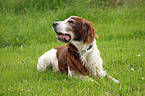 lying Irish red-and-white Setter