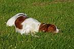 lying Irish red-and-white Setter