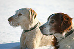 2 dogs in snow