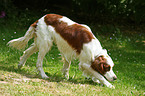 walking Irish red-and-white Setter