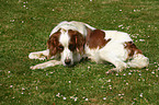 lying Irish red-and-white Setter