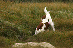 digging Irish red-and-white Setter