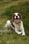 lying Irish red-and-white Setter