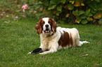 running Irish red-and-white Setter