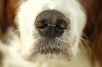 Irish red-and-white Setter nose