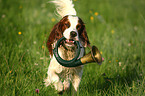 Irish red-and-white Setter retrieve bugle