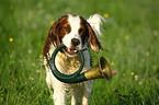 Irish red-and-white Setter retrieve bugle