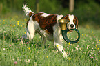 Irish red-and-white Setter retrieve bugle