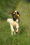 Irish red-and-white Setter retrieve bugle