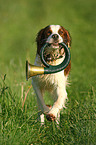 Irish red-and-white Setter retrieve bugle