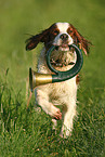 Irish red-and-white Setter retrieve bugle