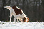 snuffling Irish red-and-white Setter