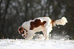 digging Irish red-and-white Setter