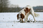 snuffling Irish red-and-white Setter